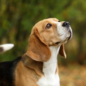 Beagle Ausführliche Rassebeschreibung, Fotos, Intelligenz, Hundenamen, Hypoallergene: nein
