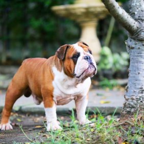 Englische Bulldogge Ausführliche Rassebeschreibung, Fotos, Intelligenz, Hundenamen, Hypoallergene: nein
