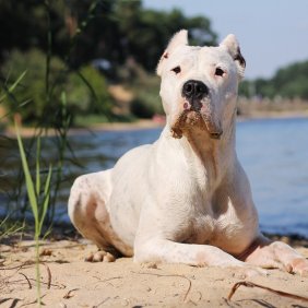 Dogo Argentino Ausführliche Rassebeschreibung, Fotos, Intelligenz, Hundenamen, Hypoallergene: nein