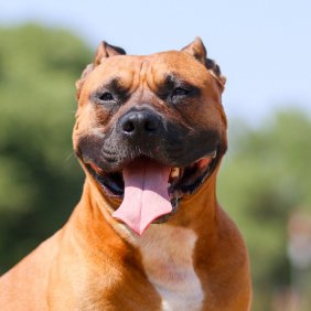 American Staffordshire Terrier Ausführliche Rassebeschreibung, Fotos, Intelligenz, Hundenamen, Hypoallergene: nein