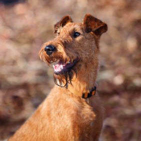Irish Terrier Ausführliche Rassebeschreibung, Fotos, Intelligenz, Hundenamen, Hypoallergene: ja