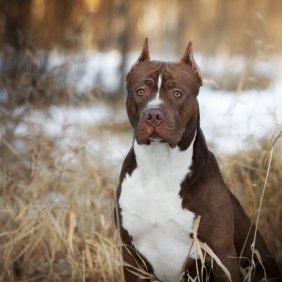 American Pit Bull Terrier Ausführliche Rassebeschreibung, Fotos, Intelligenz, Hundenamen, Hypoallergene: nein
