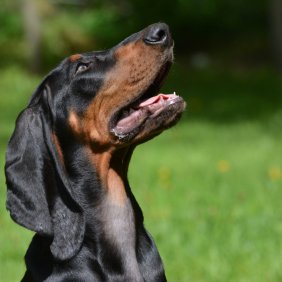 Black and Tan Coonhound Ausführliche Rassebeschreibung, Fotos, Intelligenz, Hundenamen, Hypoallergene: nein