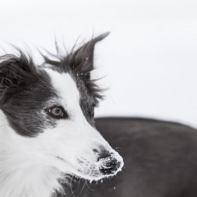 Silken Windhound Ausführliche Rassebeschreibung, Fotos, Intelligenz, Hundenamen, Hypoallergene: nein
