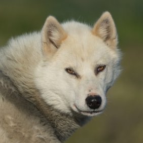 Grönlandhund Ausführliche Rassebeschreibung, Fotos, Intelligenz, Hundenamen, Hypoallergene: nein
