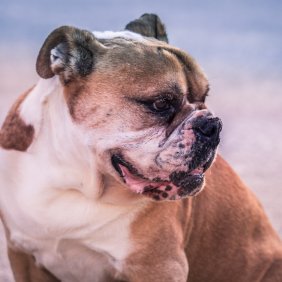 Australian Bulldog Ausführliche Rassebeschreibung, Fotos, Intelligenz, Hundenamen, Hypoallergene: nein