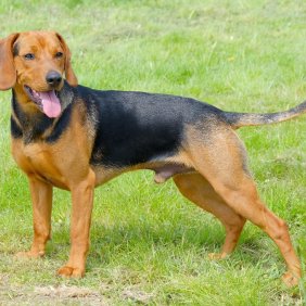 Serbischer Laufhund Ausführliche Rassebeschreibung, Fotos, Intelligenz, Hundenamen, Hypoallergene: nein