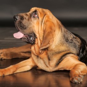 Bloodhound Ausführliche Rassebeschreibung, Fotos, Intelligenz, Hundenamen, Hypoallergene: nein