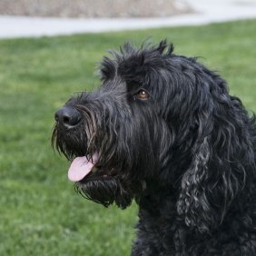 Russischer Schwarzer Terrier Ausführliche Rassebeschreibung, Fotos, Intelligenz, Hundenamen, Hypoallergene: nein
