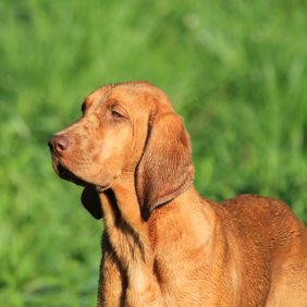 Redbone Coonhound Ausführliche Rassebeschreibung, Fotos, Intelligenz, Hundenamen, Hypoallergene: nein