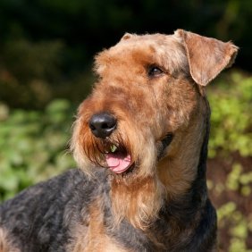 Airedale Terrier Ausführliche Rassebeschreibung, Fotos, Intelligenz, Hundenamen, Hypoallergene: ja