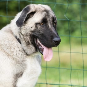 Anatolischer Hirtenhund Ausführliche Rassebeschreibung, Fotos, Intelligenz, Hundenamen, Hypoallergene: nein