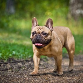 Französische Bulldogge Ausführliche Rassebeschreibung, Fotos, Intelligenz, Hundenamen, Hypoallergene: nein