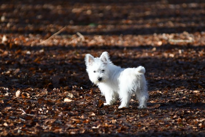West Highland White Terrier Welpen