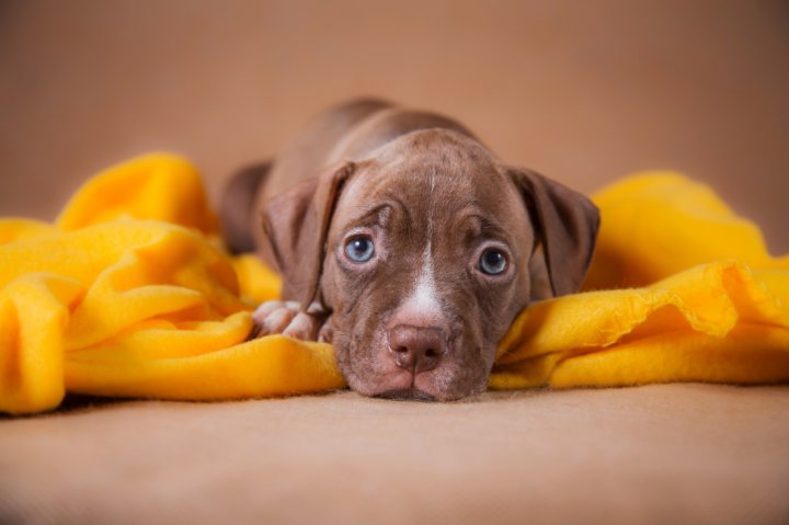 American Pit Bull Terrier Hunderasse mit Bild, Info