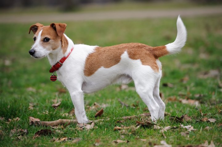 Jack Russell Terrier - bild