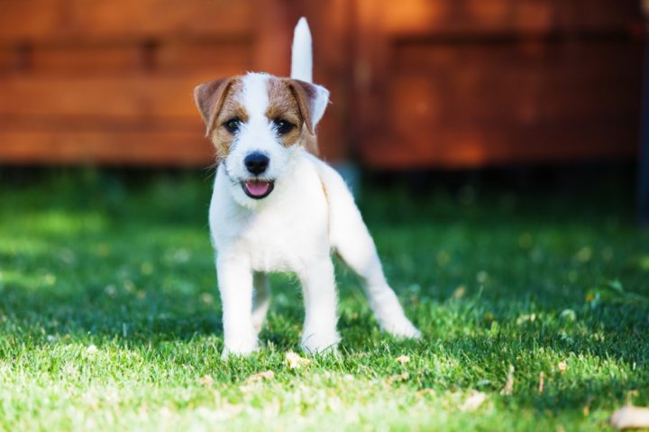 Parson Russell Terrier Welpen