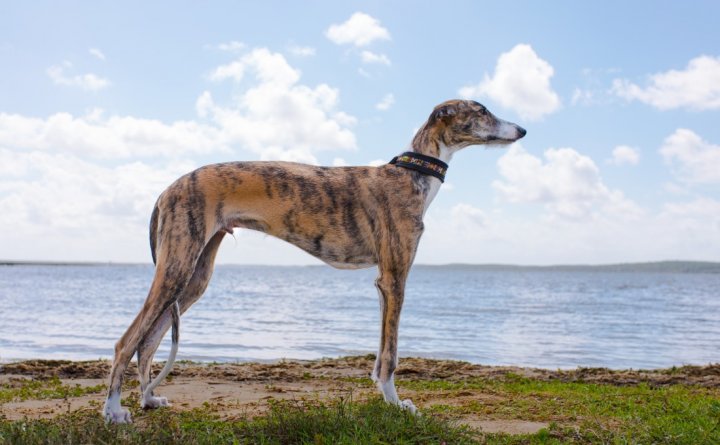 Greyhound - bild