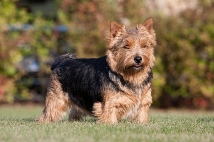 Norwich Terrier - bild