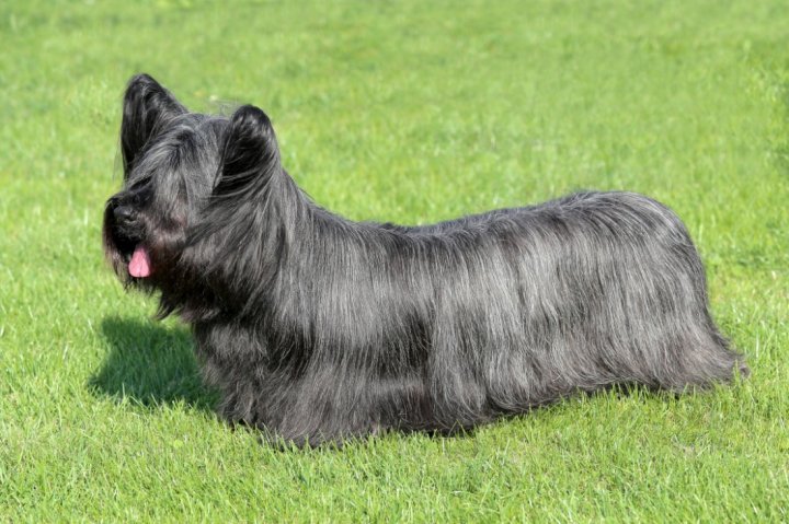 Skye Terrier - bild